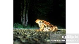 راز یک گونه نادر در النگدره؛ چرا «وزغ هیرکانی» برای طبیعت حیاتی است؟