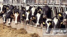 بحران تب برفکی؛ از قصور مدیریتی تا تهدید امنیت غذایی