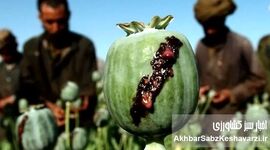 دسترسی آسان شربت تریاک؛ از داروخانه تا ناصرخسرو!
