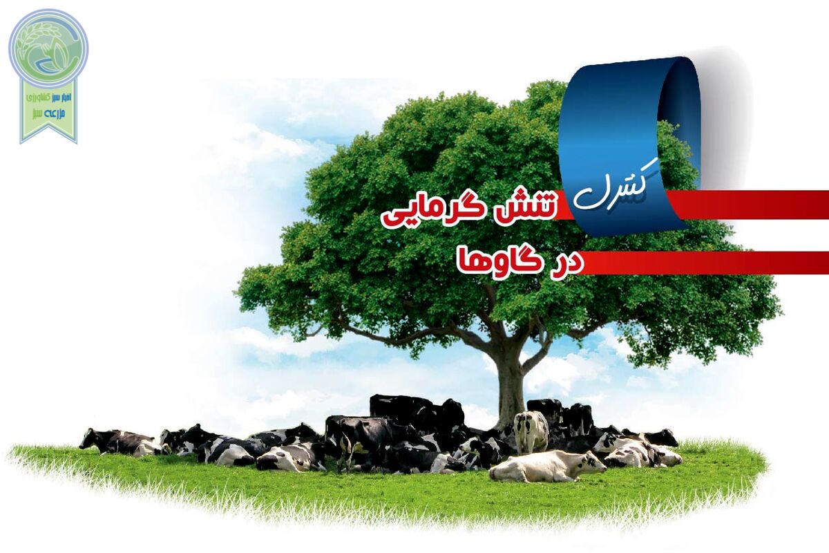 برای کنترل تنش گرمایی در گاوها چه باید کرد؟ 

