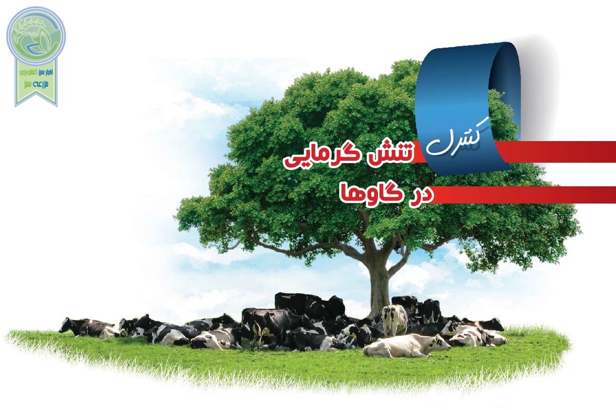 برای کنترل تنش گرمایی در گاوها چه باید کرد؟ 

