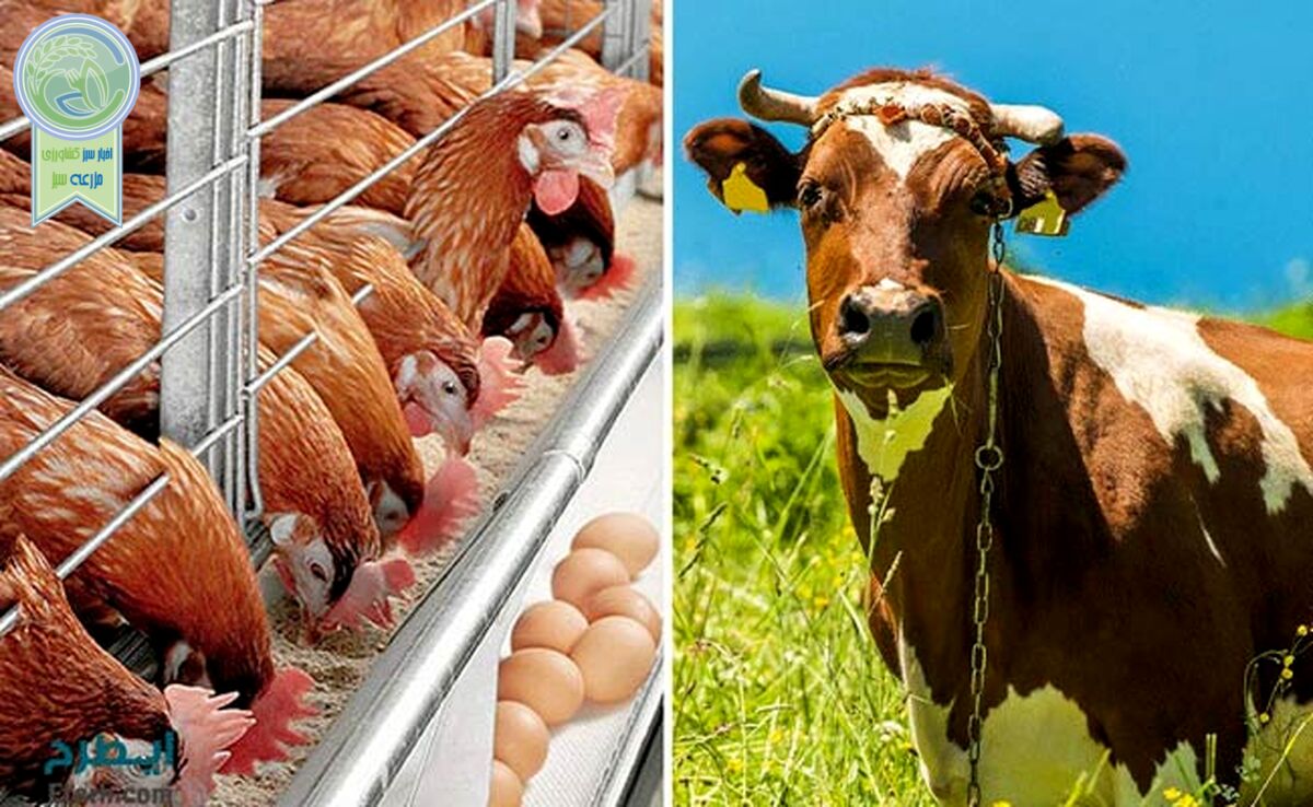 قیمت نهاده های دامی و محصولات کشاورزی ۳ خرداد ۱۴۰۳+ جدول

