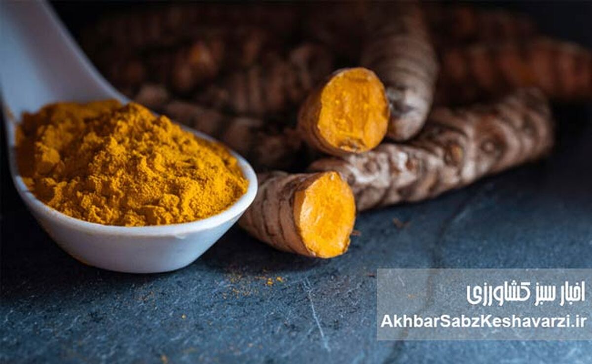 راز یک ادویه طلایی: آیا زردچوبه کلید مبارزه با کبد چرب و دیابت نوع ۲ است؟