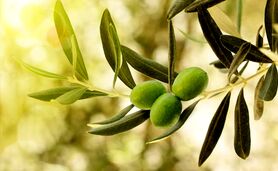 سودآوری و توسعه پایدار با کشت طلای سبز در مزارع ایران+ ویدئو

