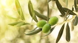 سودآوری و توسعه پایدار با کشت طلای سبز در مزارع ایران+ ویدئو

