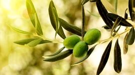 سودآوری و توسعه پایدار با کشت طلای سبز در مزارع ایران+ ویدئو

