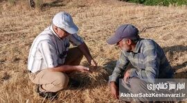 آموزش چهره‌به‌چهره در مزرعه؛ وقتی بقایای گیاهی سپر خاک می‌شوند+ویدئو