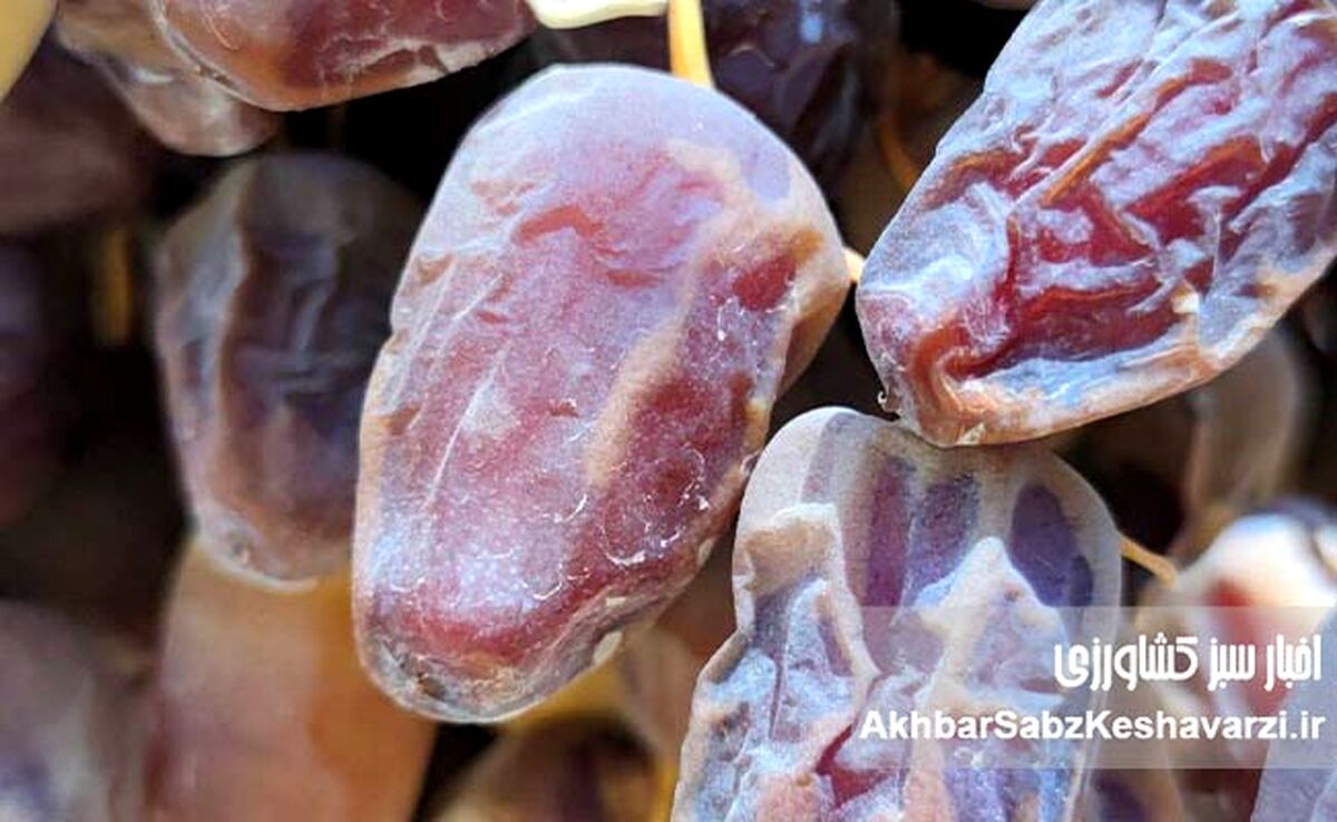 خرمای کبکاب؛ محصولی ارزشمند با قیمتی ناعادلانه