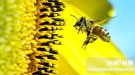 ۳۱ مرداد روز ملی عسل؛ جشن شیرینی دسترنج زنبورداران ایران
