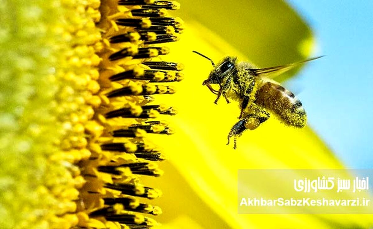 ۳۱ مرداد روز ملی عسل؛ جشن شیرینی دسترنج زنبورداران ایران