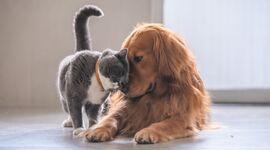 بهترین راهکار ها برای کنار آمدن گربه خانگی شما با یک حیوان جدید در خانه