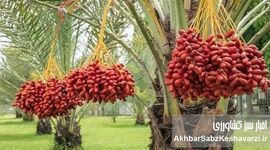 چرا نخل، بهترین انتخاب برای کشاورزی در جنوب فارس است؟
