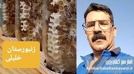 وزارت جهاد کشاورزی باید بیماری‌های زنبور عسل را جدی بگیرد