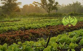 عدم تخصیص ارز برای واردات مواد اولیه کود 