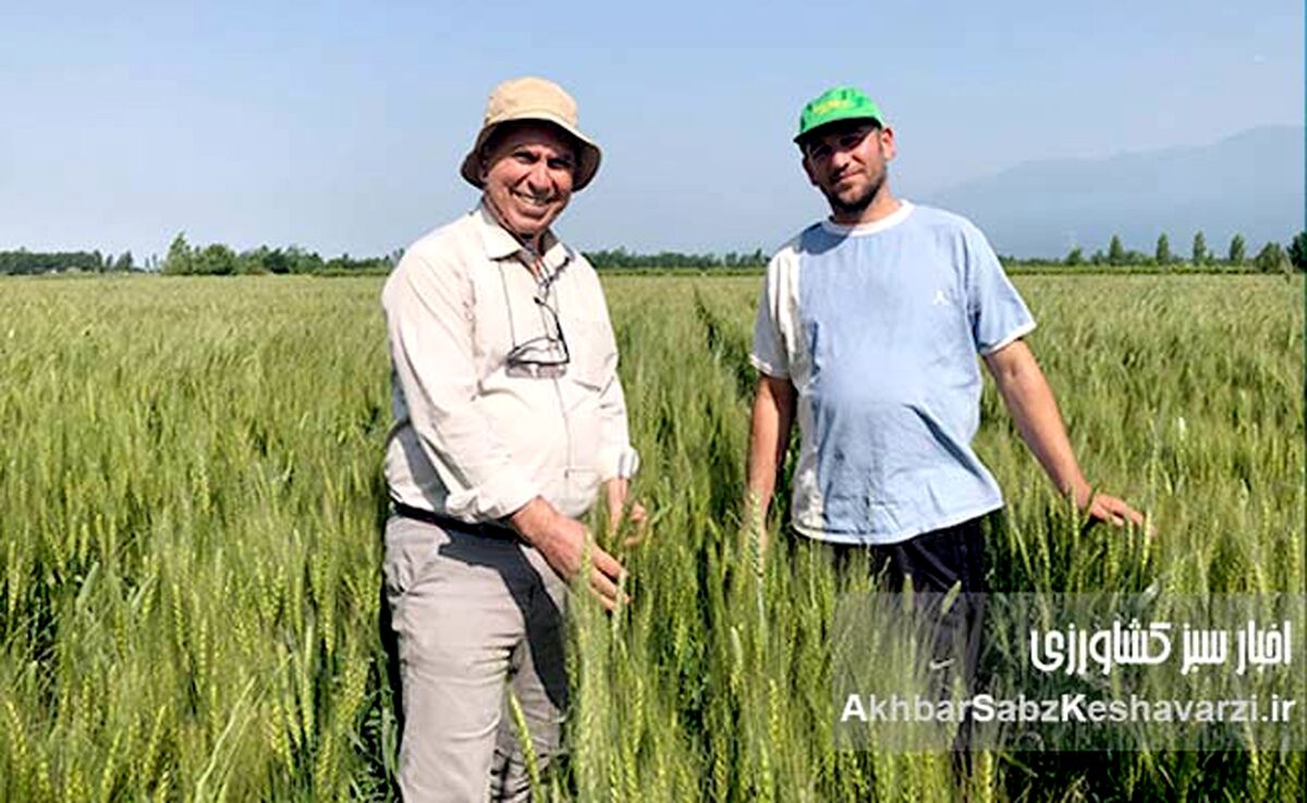 کشت روی بسترهای بلند؛ فناوری نوین برای افزایش بهره‌وری گندم در ایران+ ویدئو