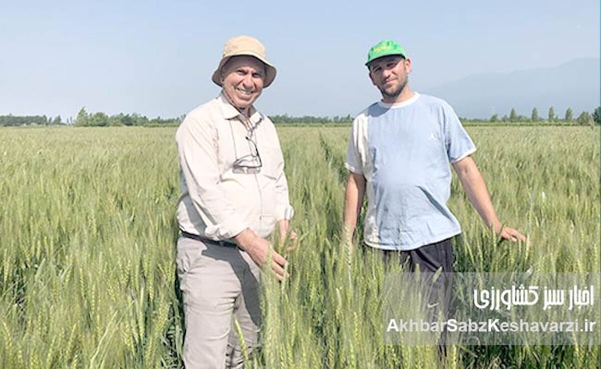 کشت روی بسترهای بلند؛ فناوری نوین برای افزایش بهره‌وری گندم در ایران+ ویدئو