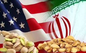 تولید و صادرات پسته آمریکا ۴ برابر ایران شد

