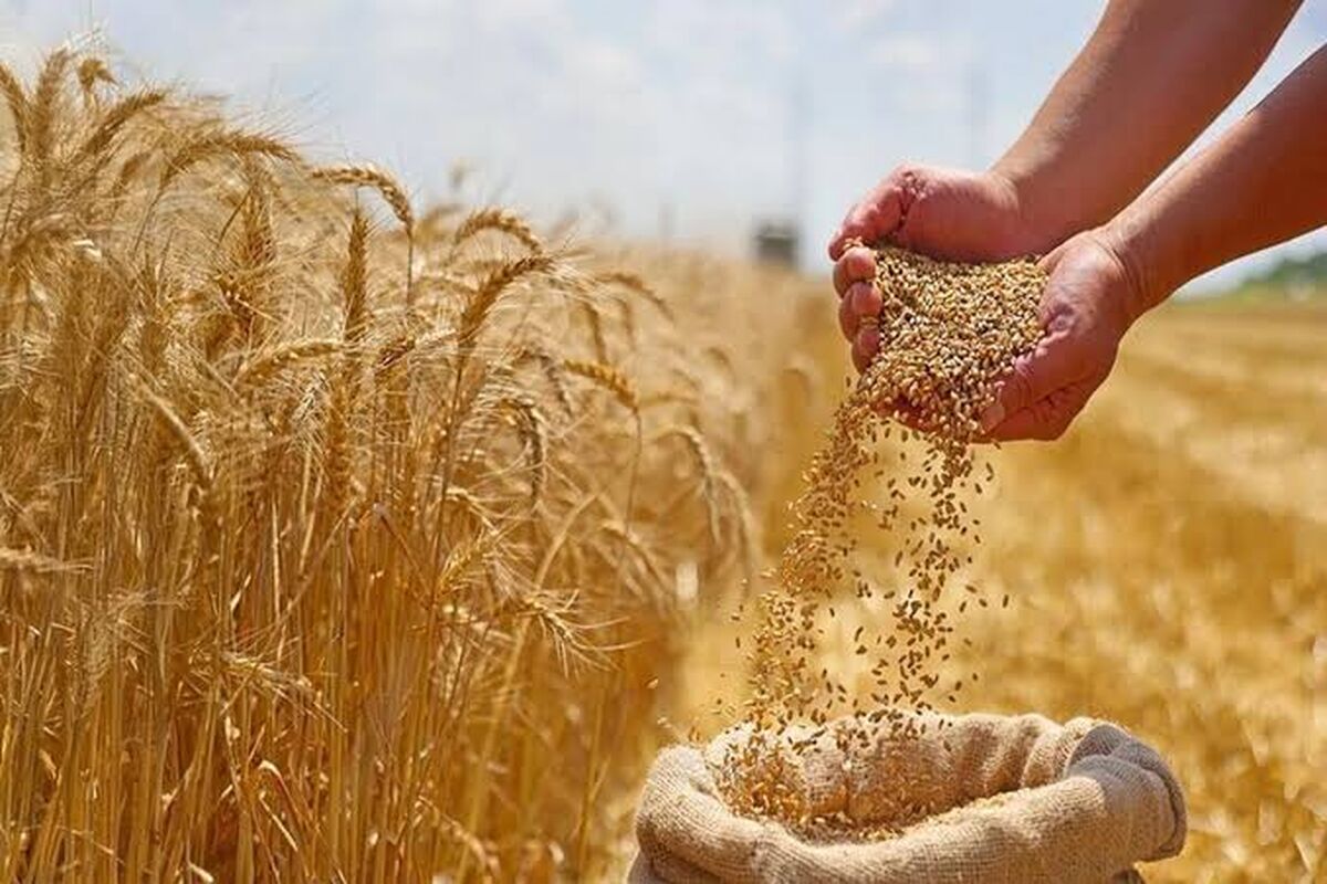 شتاب در پرداخت مطالبات گندم‌کاران؛ واریز بیش از ۱۱ هزار میلیارد تومان با عاملیت بانک کشاورزی