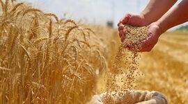 هشدار دیوان محاسبات درباره تأخیر در پرداخت مطالبات گندم‌کاران