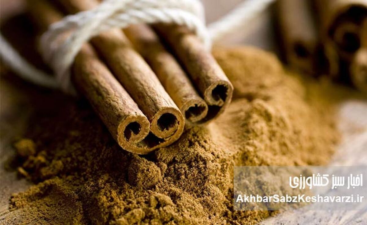 تنظیم قند خون با دارچین؛ ادویه‌ای معجزه‌آسا برای سلامتی شما