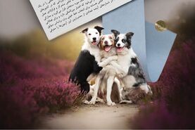 زیربنای تولید و پرورش سگ مدرن

