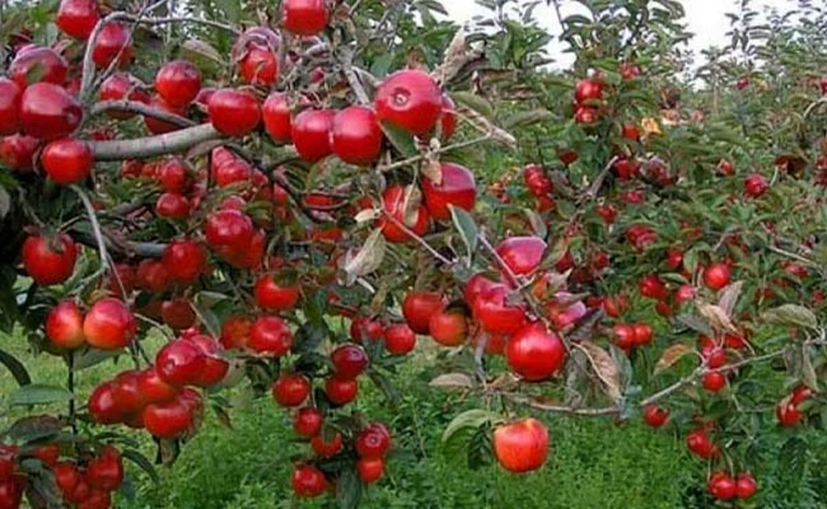 افزایش  ۳۰ درصدی تولید محصولات باغی

