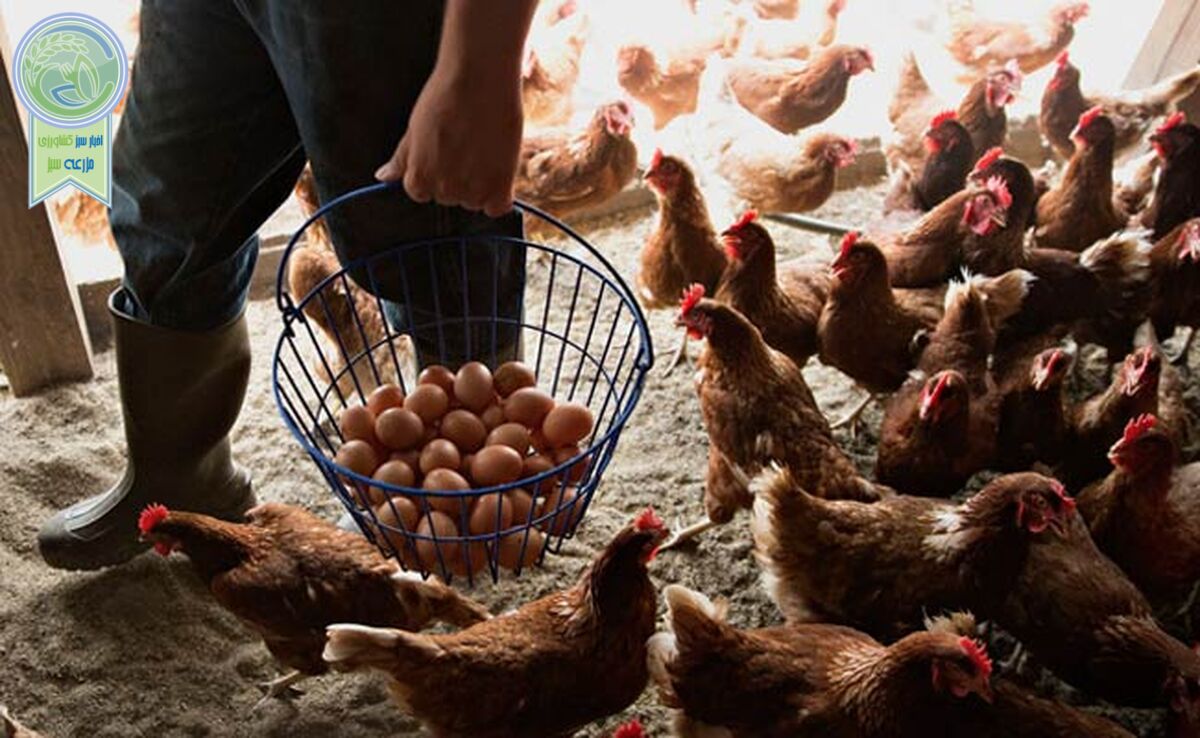 بازنگری و اصلاح بخشنامه حریم بین واحدهای تولیدکننده دام و طیور

