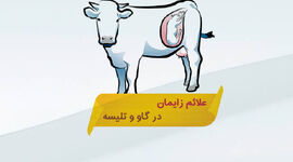 علائم زایمان در گاو و تلیسه‌

