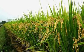 ثبات نرخ خرید تضمینی گندم به چه قیمتی؟ پشت پرده تصمیم عجیب دولت برای خرید گندم