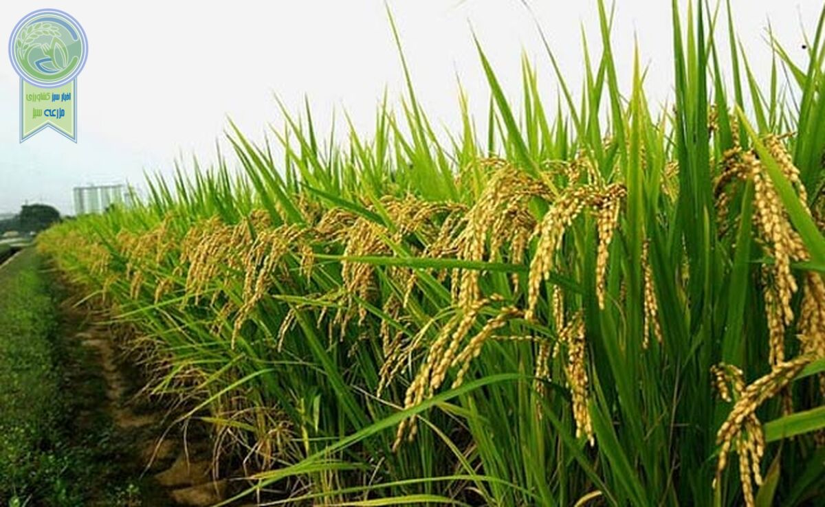 ثبات نرخ خرید تضمینی گندم به چه قیمتی؟ پشت پرده تصمیم عجیب دولت برای خرید گندم