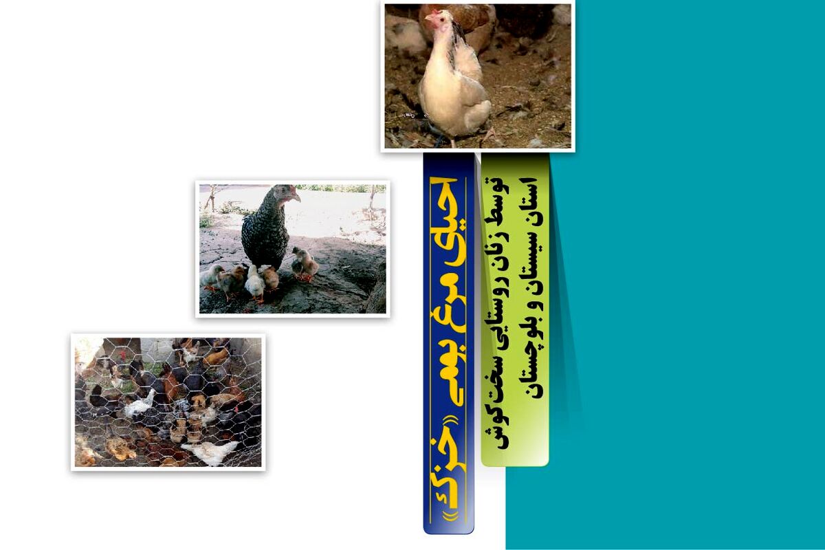احیای مرغ بومی «خزک»

