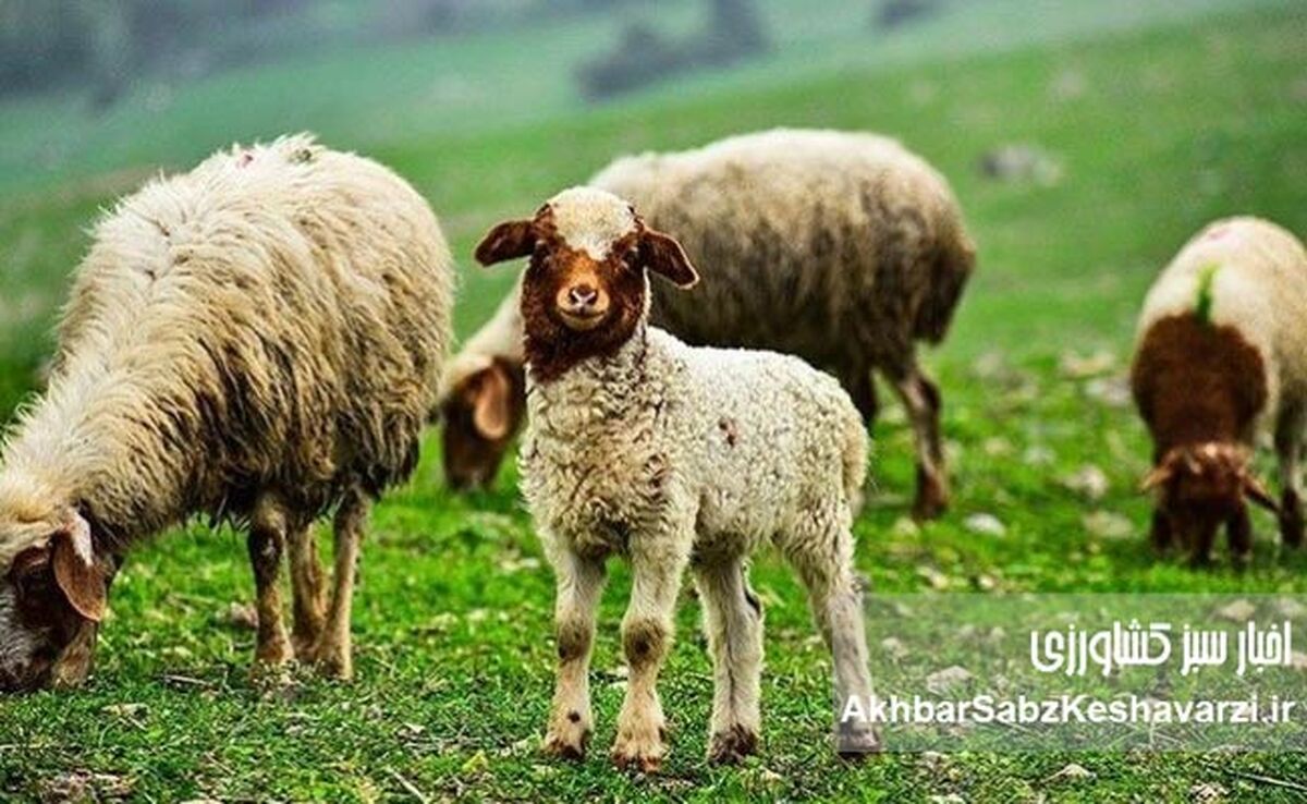 ایران، یکی از چهار قدرت اصلی در تولید دام سبک منطقه