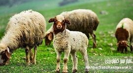 ایران، یکی از چهار قدرت اصلی در تولید دام سبک منطقه