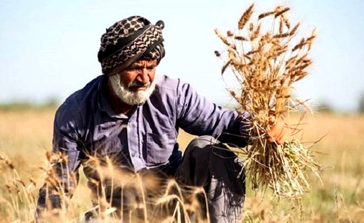 زمان پرداخت مطالبات گندم‌کاران مشخص شد

