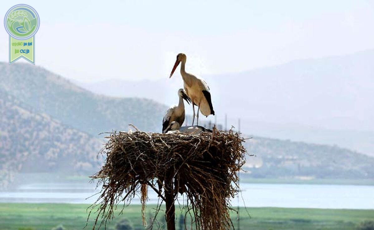 سموم کشاورزی بلای جان پرندگان

