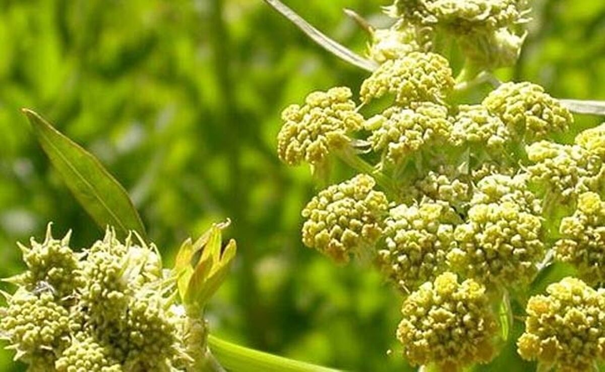 انغوزه؛ طلای سبز تفت کوه

