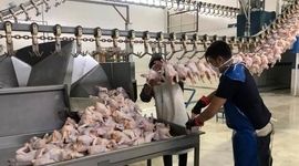 صادرات مرغ به ۴ هزار تن رسید

