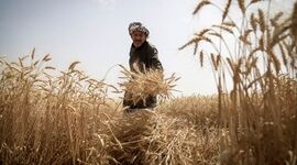 خودکفایی کشاورزی؛ راه نجات امنیت غذایی یا تله بحران آب؟