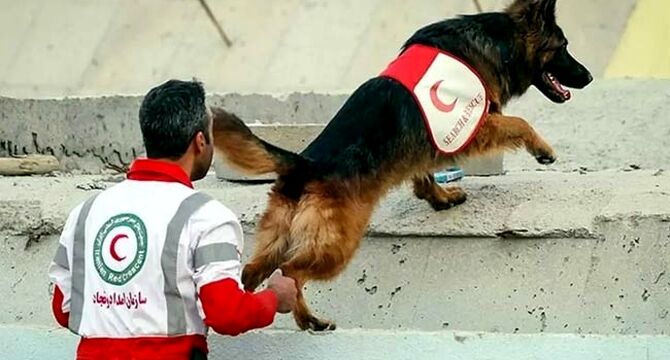 سگ‌های زنده‌یاب چگونه ناجی می‌شوند؟ پشت‌صحنه آموزش و عملیات

