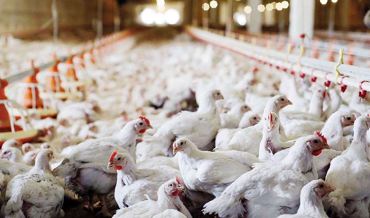 بحران در صنعت مرغداری؛ هشدار نسبت به تبعات حذف ارز ترجیحی