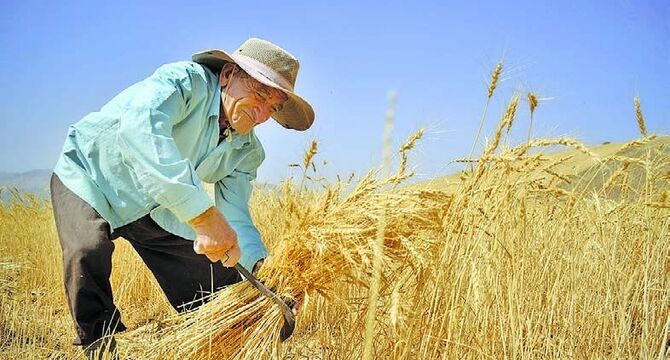 افت ۸.۱ درصدی کشاورزی؛ زنگ خطر برای بخش مولد اقتصاد ایران