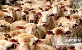 قیمت گوسفند زنده عید قربان ۱۴۰۳