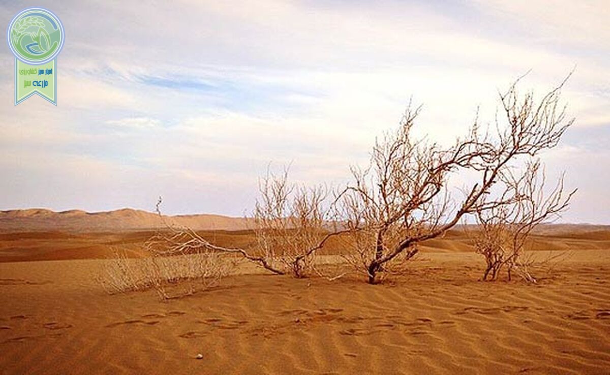 کالبدشکافی پدیده‌ایی به نام بیابان‌زدایی

