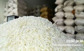 برنج جهانی ارزان، اما برنج سفره ایرانی گران‌تر از همیشه