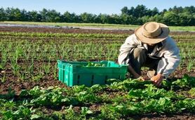 کشاورزی ارگانیک؛ رویکردی پایدار برای تغذیه سالم و حفظ محیط زیست