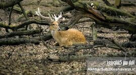 گوزن زرد ایرانی؛ از شایعه ذبح تا سفر به خانه جدید