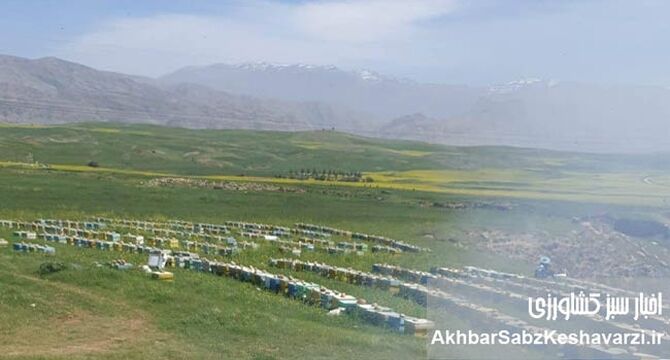  زنبوردار کردستانی؛ دغدغه‌مند تولید عسل باکیفیت

