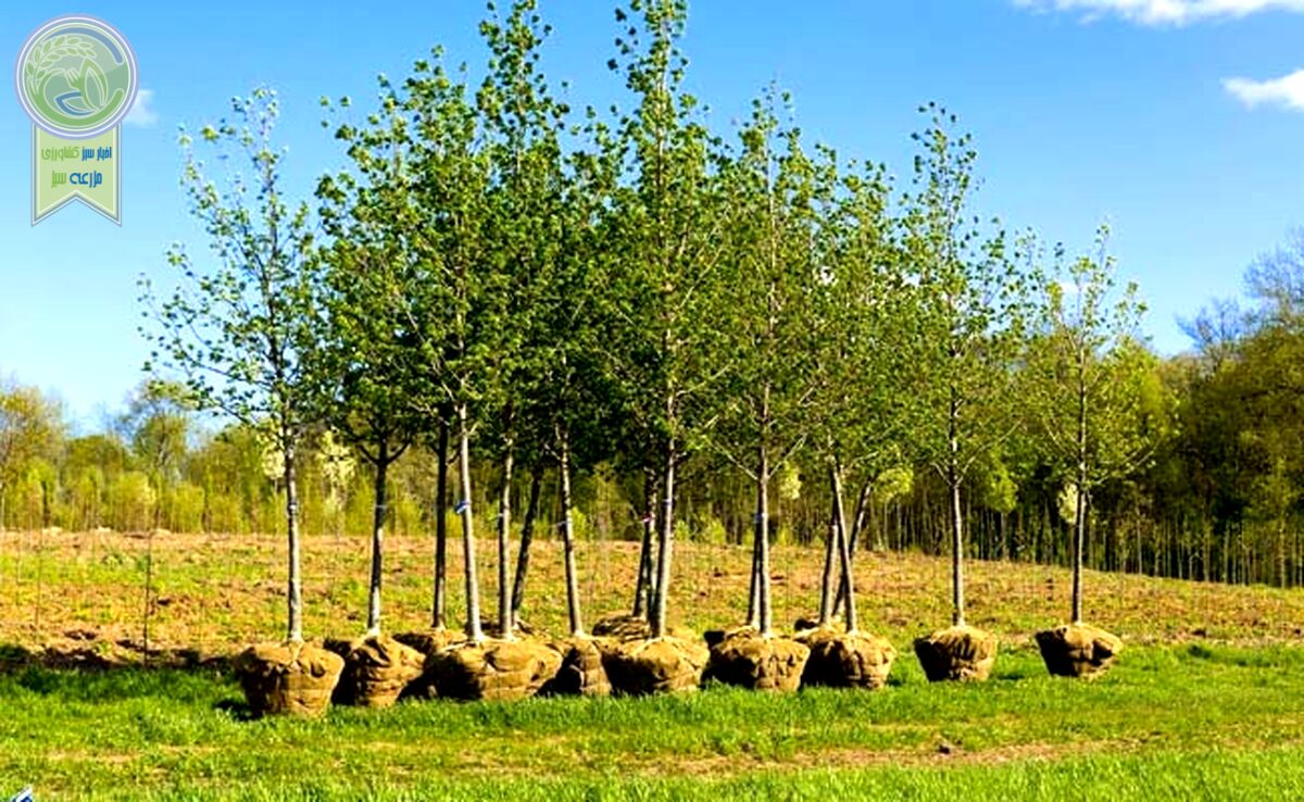 آماده سازی۱۳۰ میلیون نهال برای طرح کاشت یک میلیارد درخت

