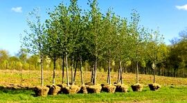 آماده سازی۱۳۰ میلیون نهال برای طرح کاشت یک میلیارد درخت


