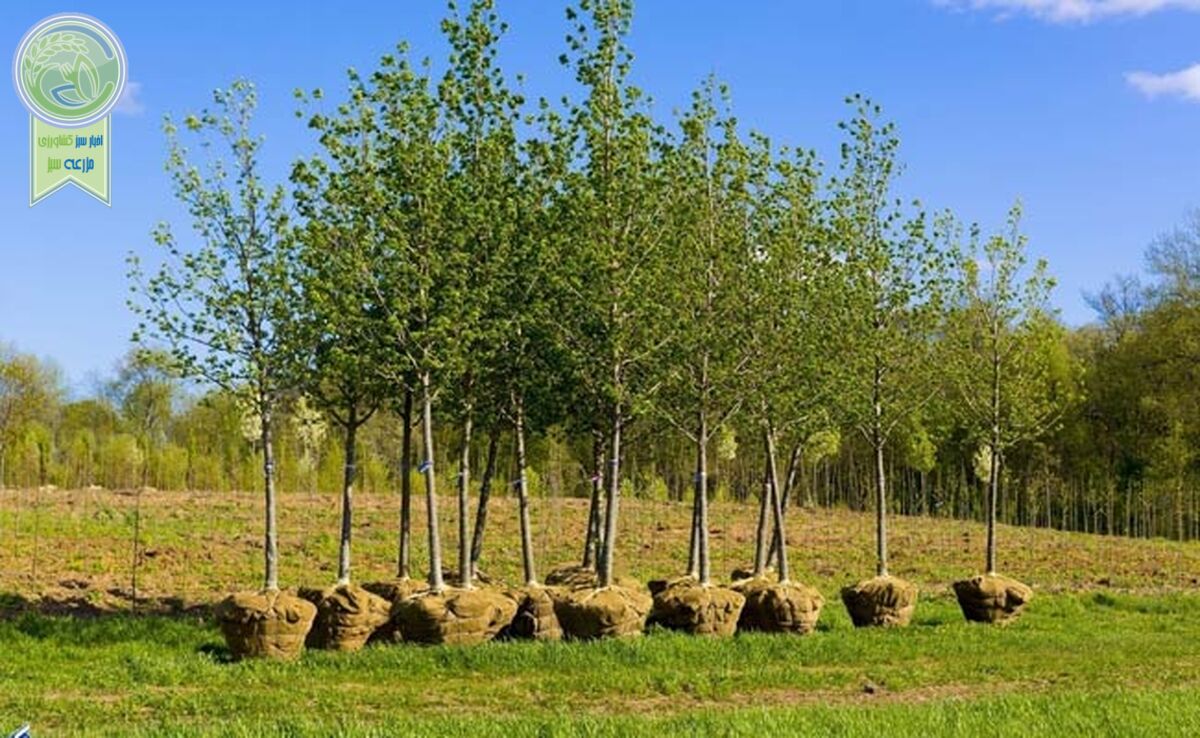 آماده سازی۱۳۰ میلیون نهال برای طرح کاشت یک میلیارد درخت

